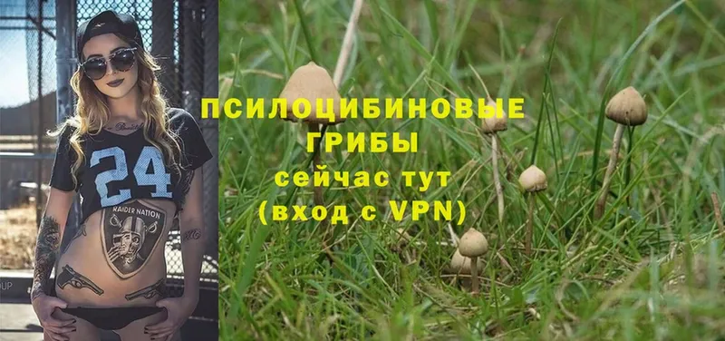 Псилоцибиновые грибы Psilocybine cubensis  Болохово 